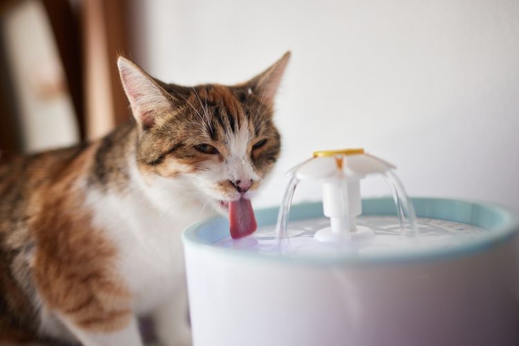 Ketahui, Ini Kebutuhan Minum Kucing Setiap Harinya agar Tetap Sehat
