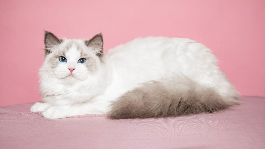 Fakta Unik Kucing Ragdoll: Harga & Karakteristika Mereka