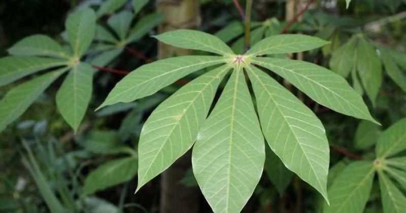 3 Penyakit yang Harus Hindari Daun Singkong