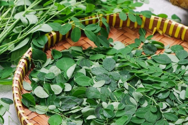 Apakah Baik Mengonsumsi Daun Kelor Sehari-hari? Ini Jawabannya!