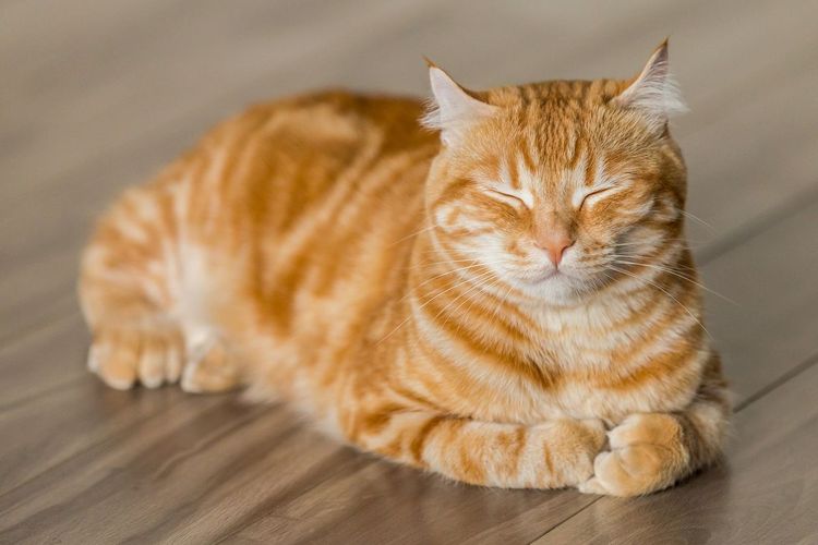 10Nama Unik Buat Kucing Oren Yang Pasti Bikin Gemas